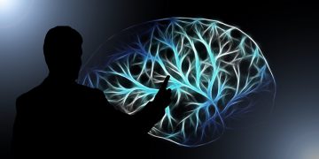 brain 3141247 960 720