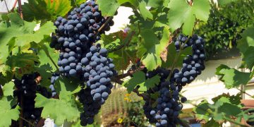grapes 941691 960 720