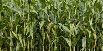 corn 1662551 960 720
