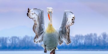 190822 Birdfair 02