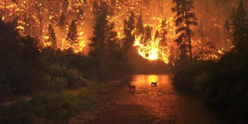 forest fire 62971 960 720
