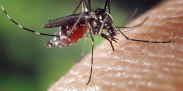 mosquito 1332382 960 720