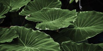 leaf 318743 960 720