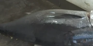 Τόνος 400 κιλών Ιόνιο Πέλαγος