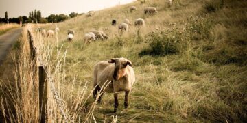 Νέες αποφάσεις για τη στήριξη των κτηνοτρόφων