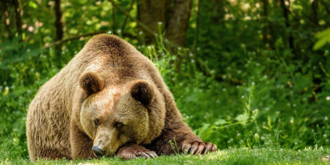 Ενέργειες ύστερα από τα περιστατικά θανάτωσης τριών αρκούδων στη Φλώρινα