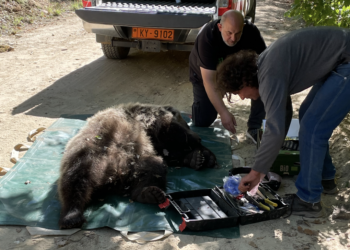 Απελευθέρωση αρκούδας από την Ομάδα Άμεσης Επέμβασης της Περιφερειακής Ενότητας Φλώρινας