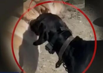 Κρήτη: Σύλληψη 67χρονου που βασάνιζε σκύλο με ηλεκτροσόκ