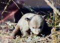 Επιχείρηση από Ομάδα Άμεσης Επέμβασης για αρκούδα με δύο νεογέννητα στην Καστοριά 