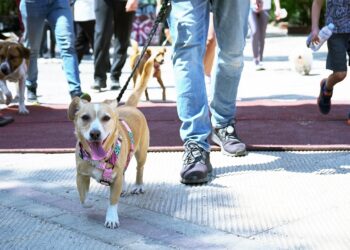 Κυνηγώντας την ουρά μας! - 2η εκδήλωση δυναμικού βαδίσματος με ζώα συντροφιάς