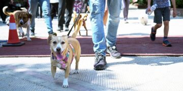Κυνηγώντας την ουρά μας! - 2η εκδήλωση δυναμικού βαδίσματος με ζώα συντροφιάς