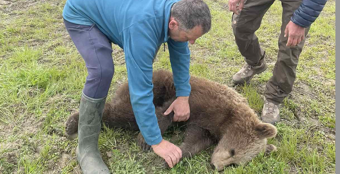 Με επιτυχία απεγκλωβίστηκε αρκούδα στην περιοχή των Πρεσπών