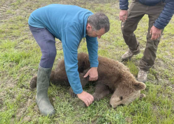 Με επιτυχία απεγκλωβίστηκε αρκούδα στην περιοχή των Πρεσπών