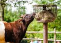Θεσσαλία: Χορήγηση ζωοτροφών σε πληγέντες κτηνοτρόφους - Απαραίτητη η επικοινωνία με τους Δήμους