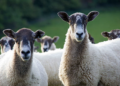 Η Υποδιεύθυνση Κτηνιατρικής Κοζάνης  ενημερώνει όλους τους κτηνοτρόφους της Π.E. Κοζάνης για την Πανώλη